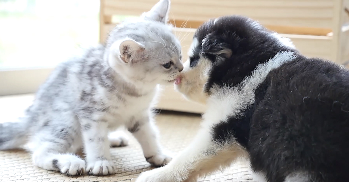 Read entire post: ¿Sientes la fuerza de las mascotas?