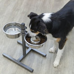 Dog Bar