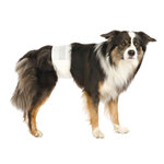 12 Pañales para Perro Macho, M-L, 46-60 cm